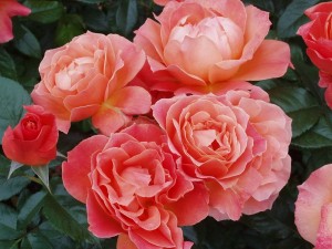 FELLOWSHIP (floribunda)